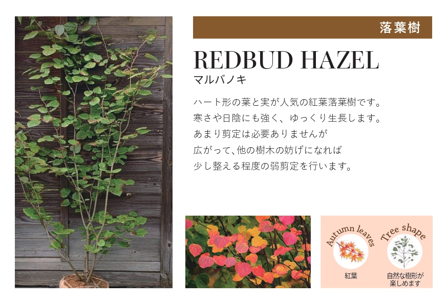 琉球石灰岩