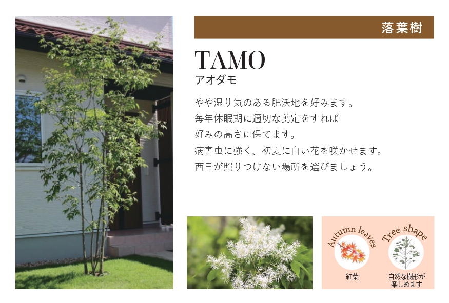 琉球石灰岩