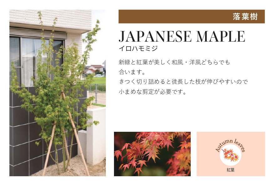 琉球石灰岩