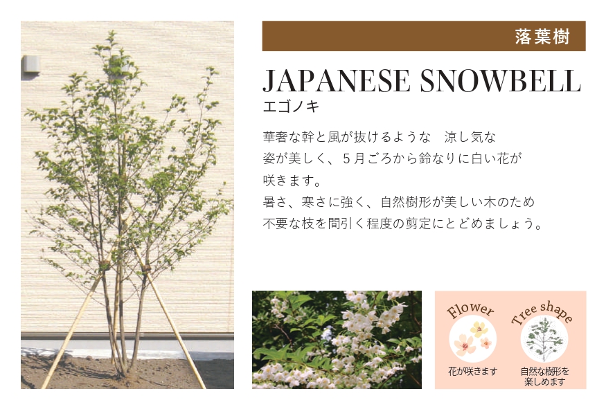 琉球石灰岩