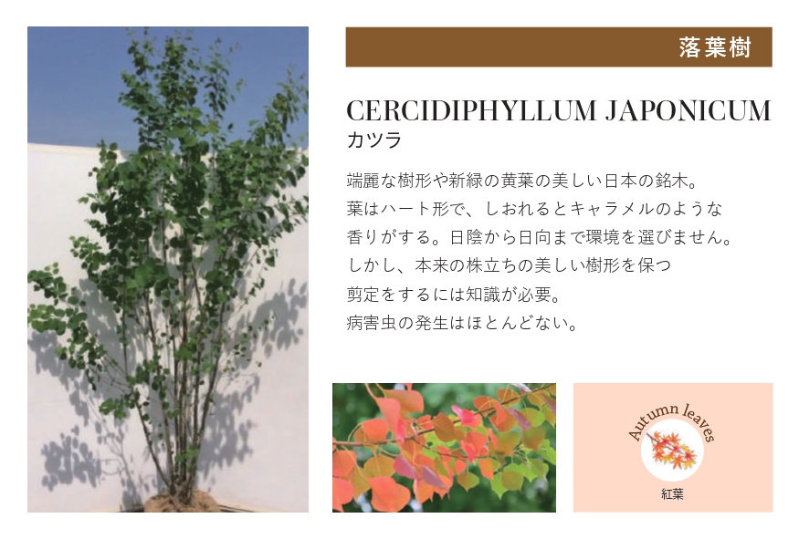 琉球石灰岩