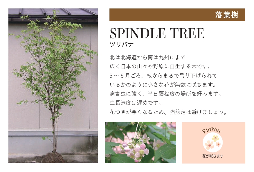 琉球石灰岩