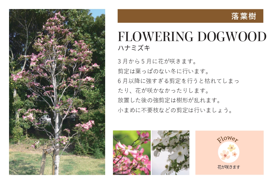 琉球石灰岩