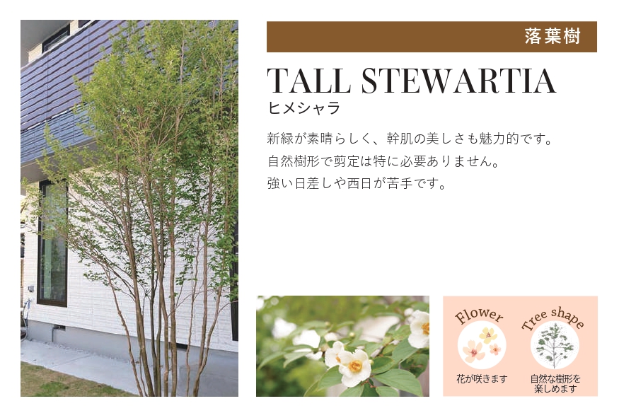 琉球石灰岩