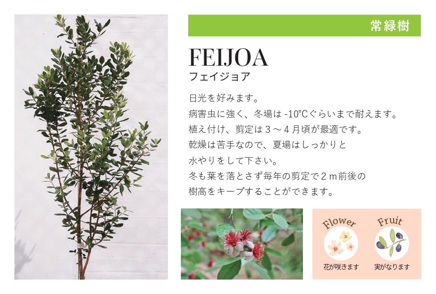 琉球石灰岩