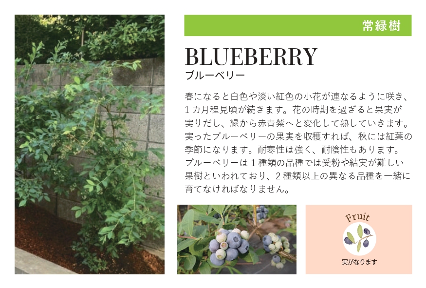 琉球石灰岩