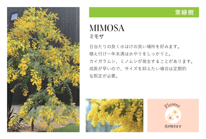 琉球石灰岩