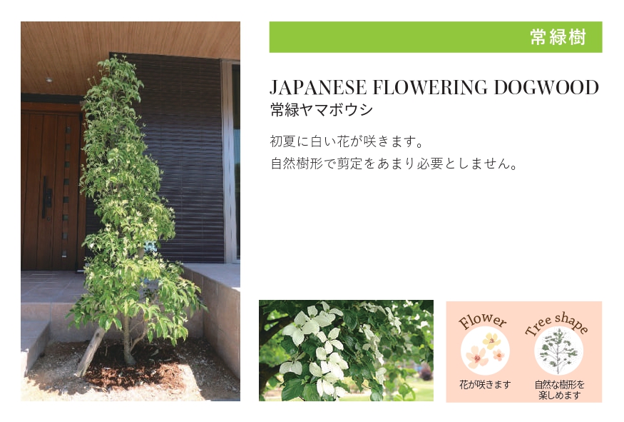 琉球石灰岩