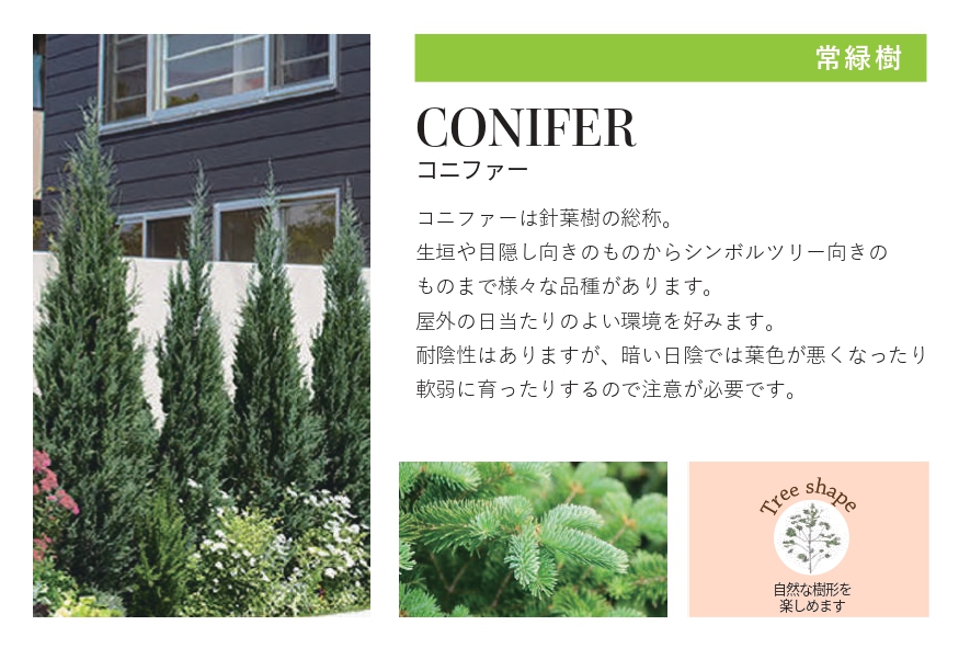 琉球石灰岩