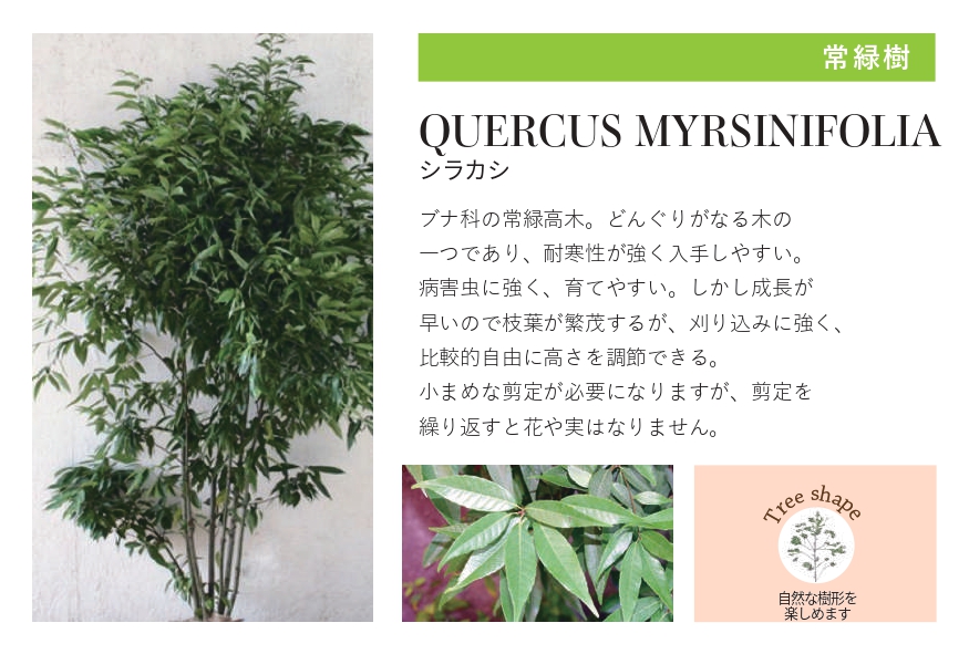 琉球石灰岩