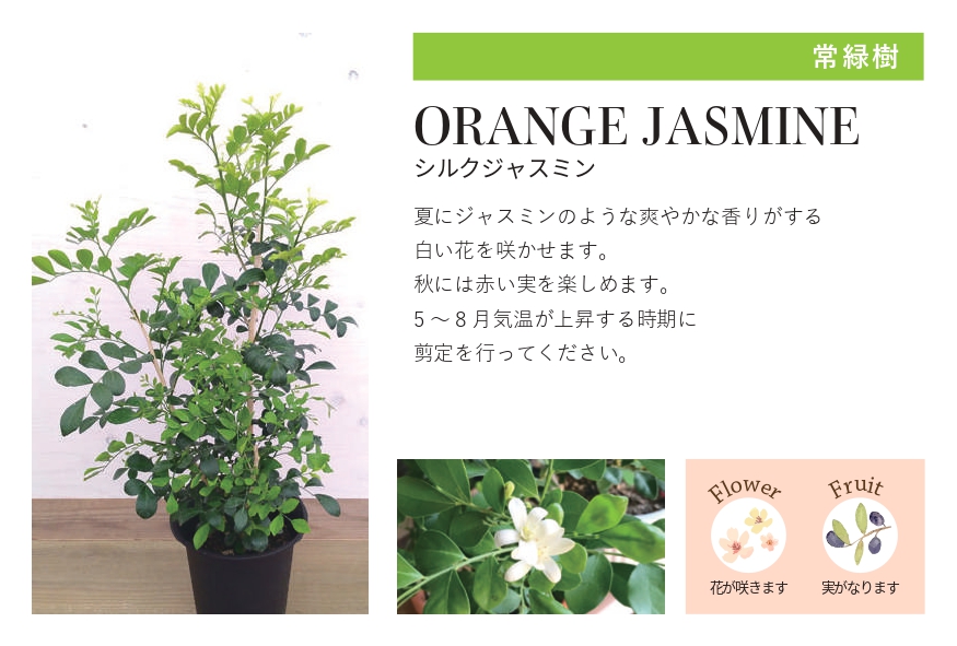 琉球石灰岩