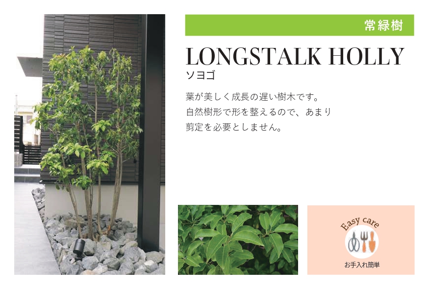 琉球石灰岩
