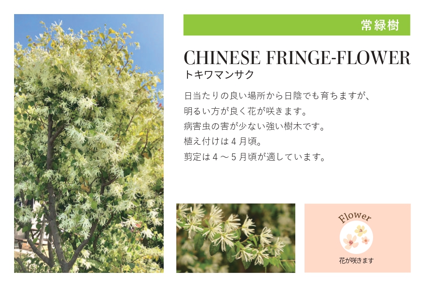 琉球石灰岩