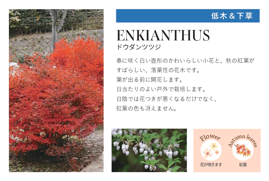 琉球石灰岩