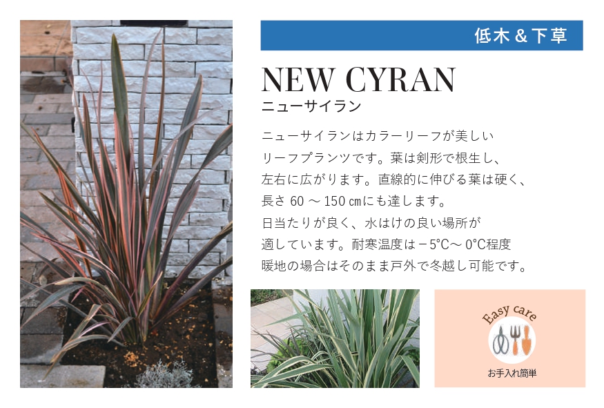 琉球石灰岩