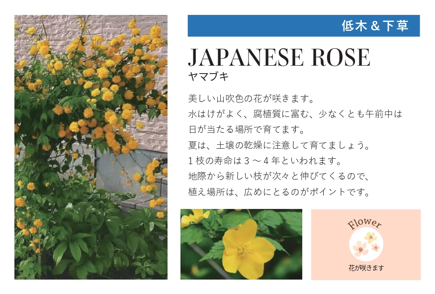 琉球石灰岩