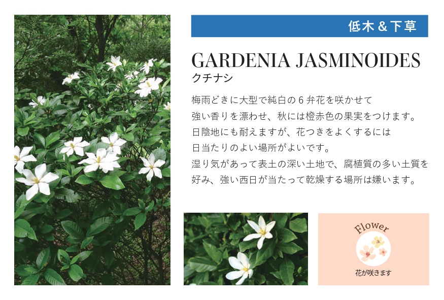 琉球石灰岩