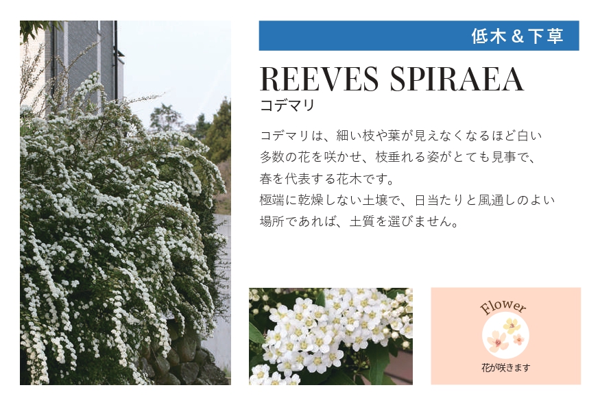 琉球石灰岩