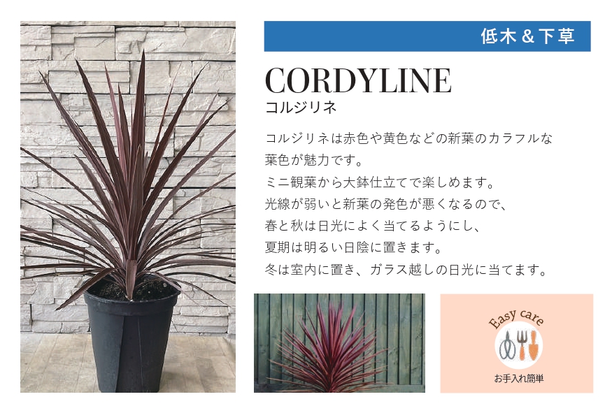琉球石灰岩