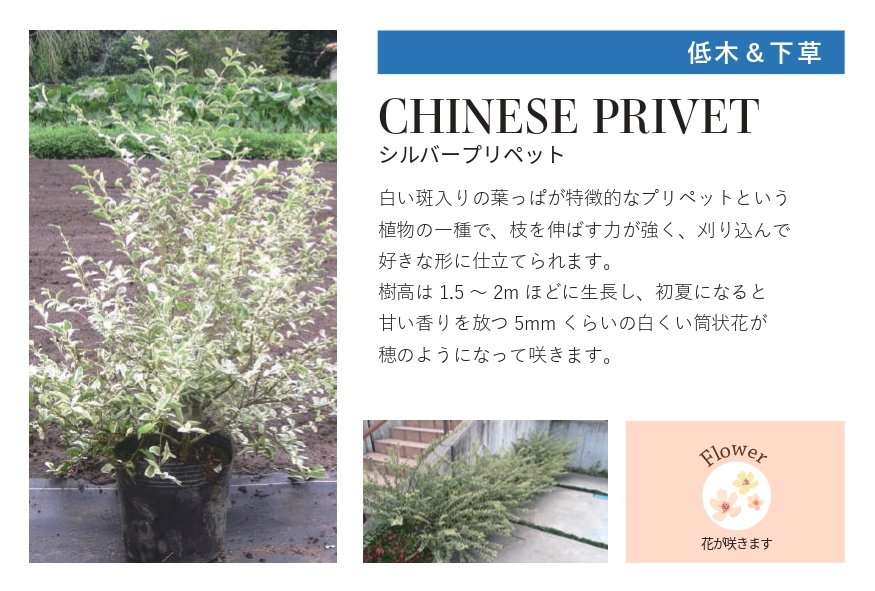 琉球石灰岩