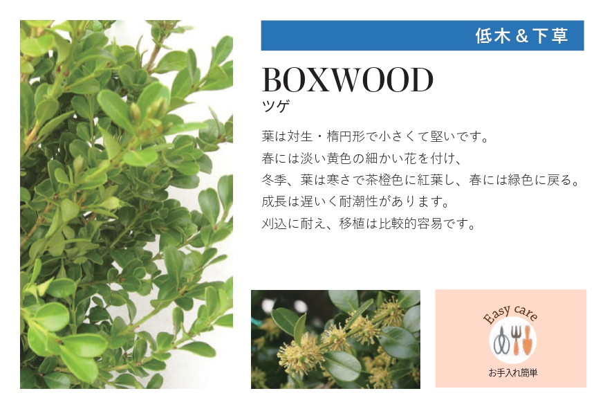 琉球石灰岩